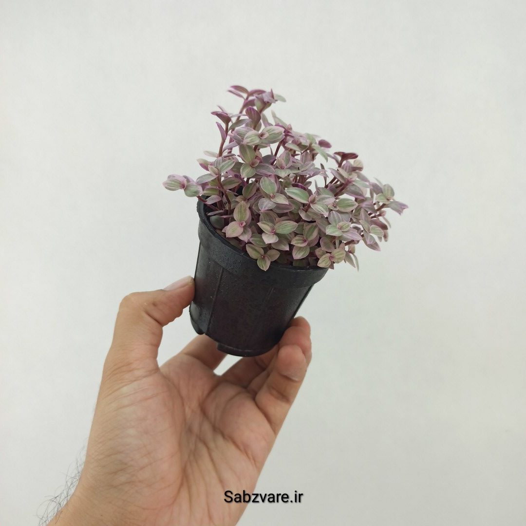 چمن کالیسیا پینک لیدی (R25121)