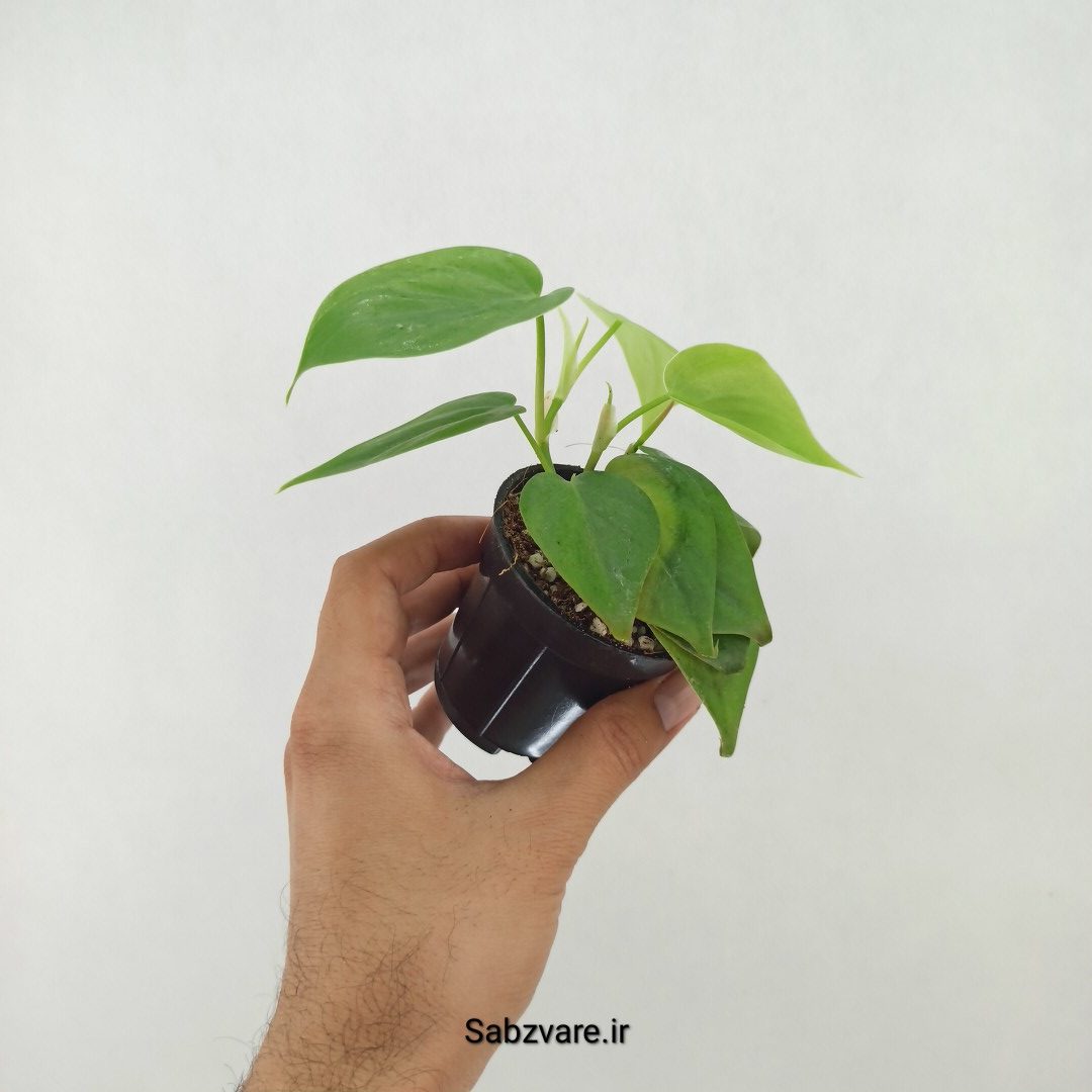 اسکاندنس سبز (R25122)