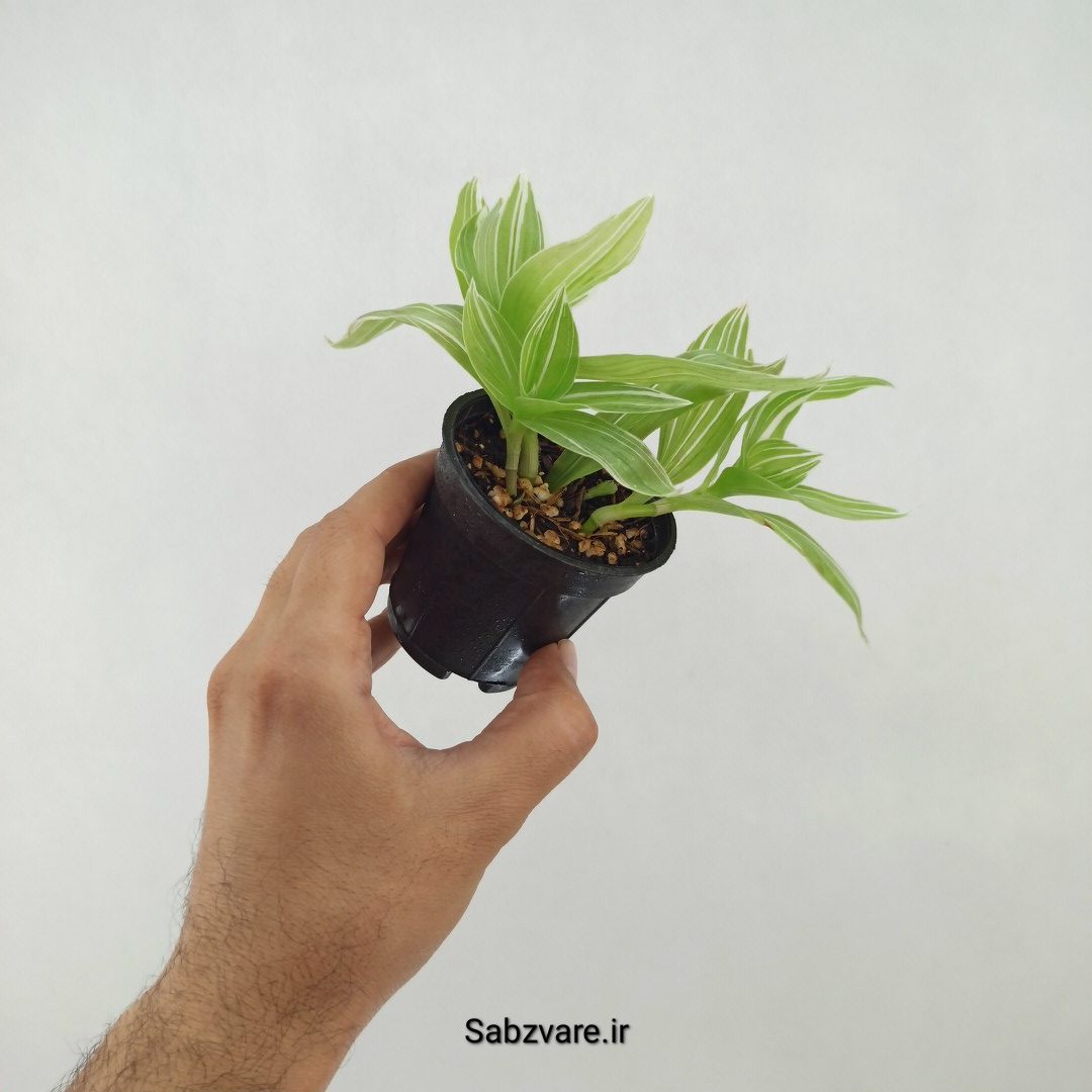 برگ بیدی ابلق (R25125)