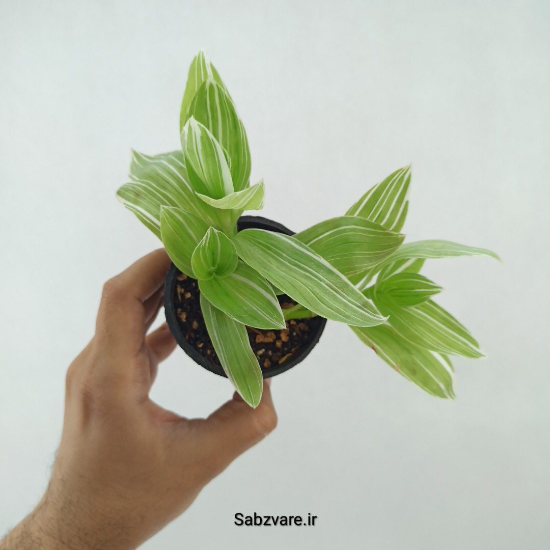 برگ بیدی ابلق (R25125) - Image 2
