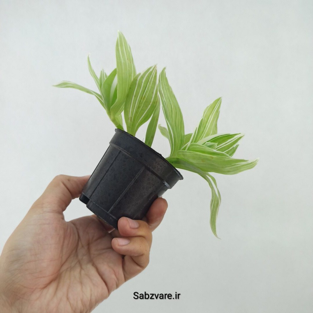برگ بیدی ابلق (R25125) - Image 3