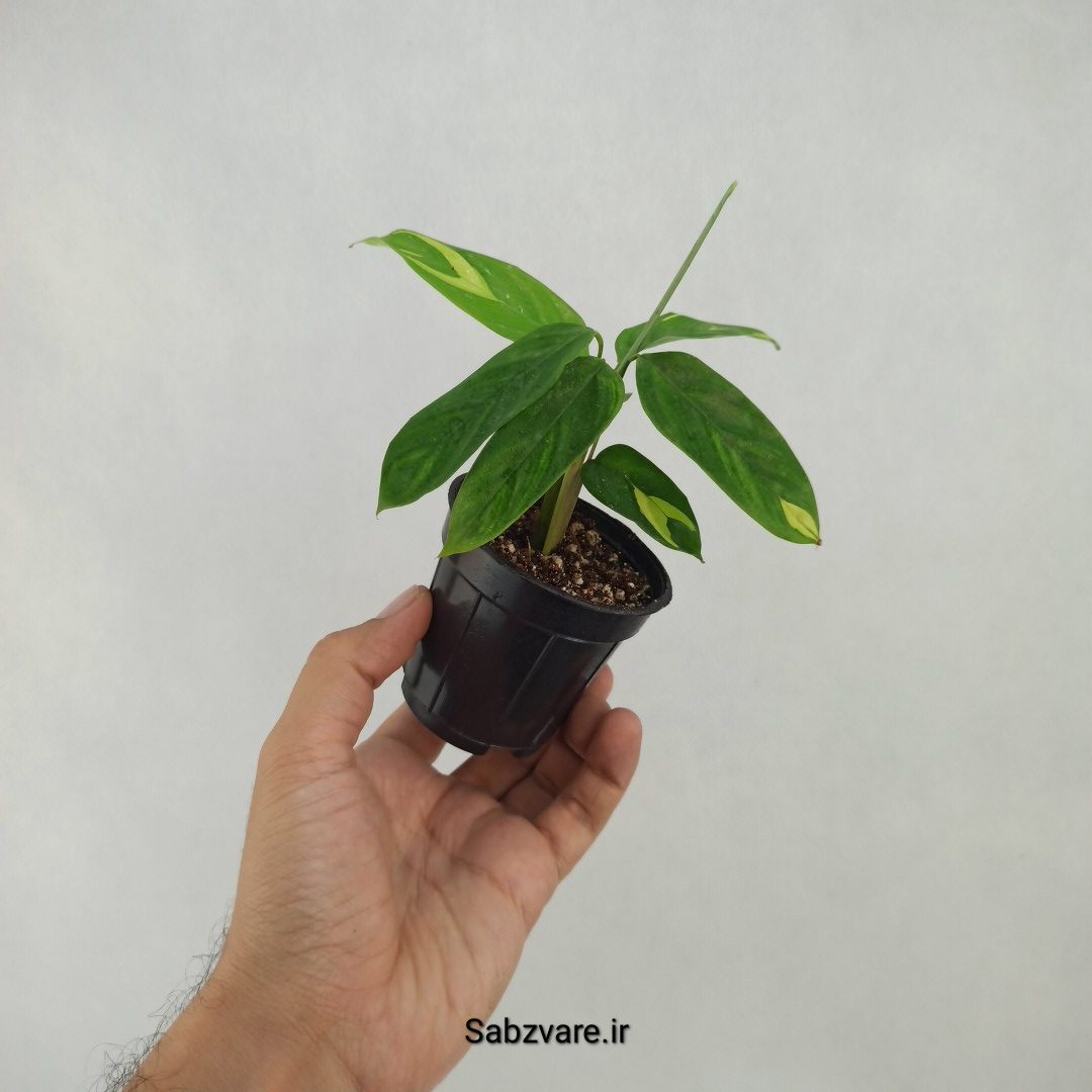 سیتنانته لوبرسیانا ابلق (R25131) - Image 2