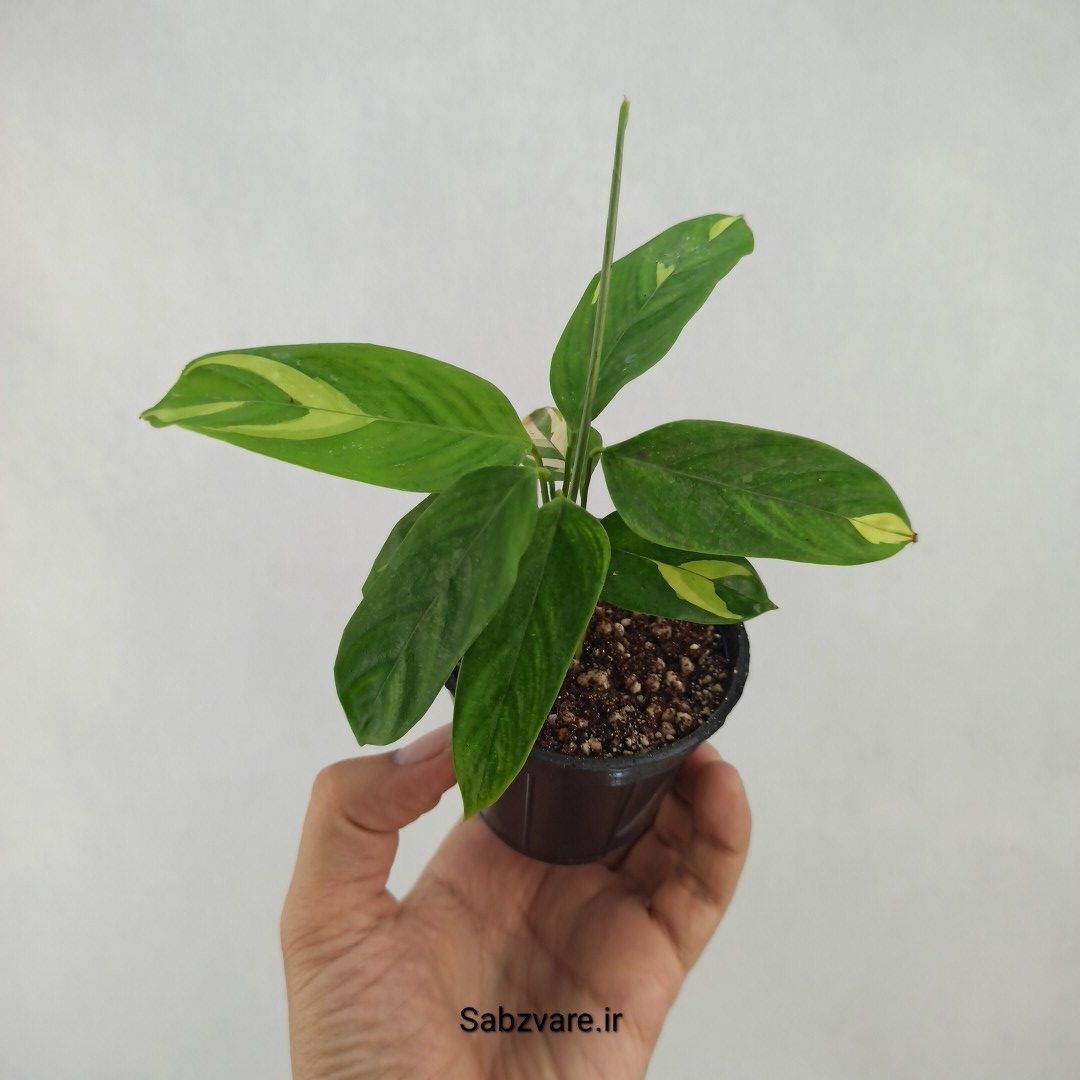 سیتنانته لوبرسیانا ابلق (R25131)