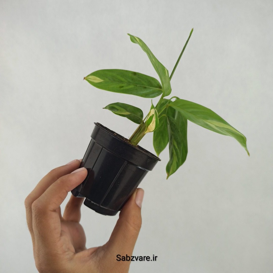 سیتنانته لوبرسیانا ابلق (R25131) - Image 3