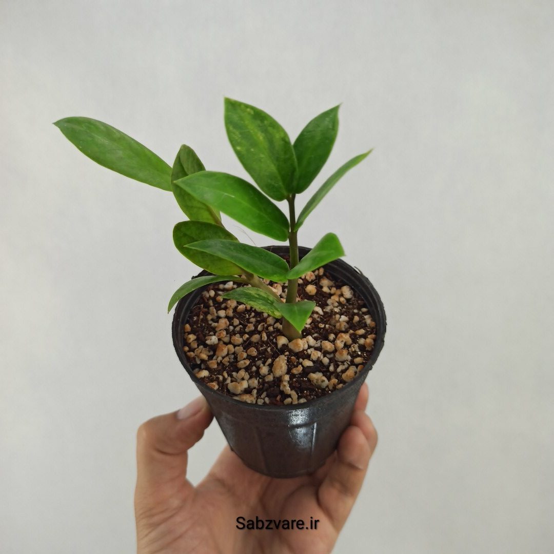 زامیفولیا ابلق (R25130)