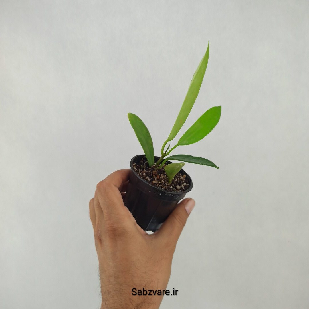 هویا بلک دراگون (R25129) - Image 3