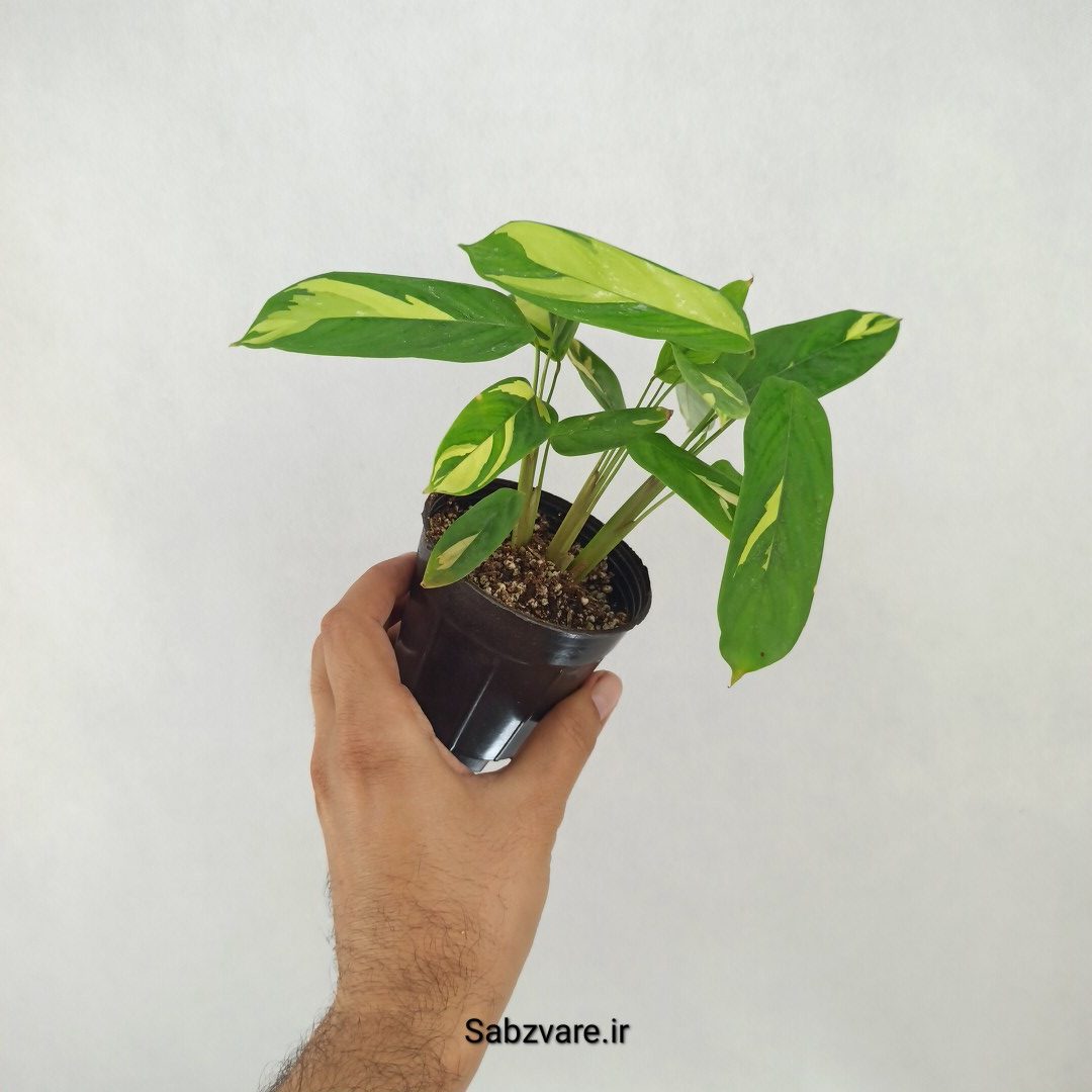 سیتنانته لوبرسیانا ابلق (S25153) - Image 3