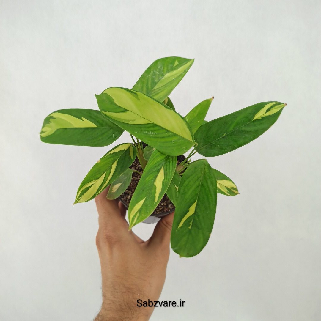 سیتنانته لوبرسیانا ابلق (S25153)
