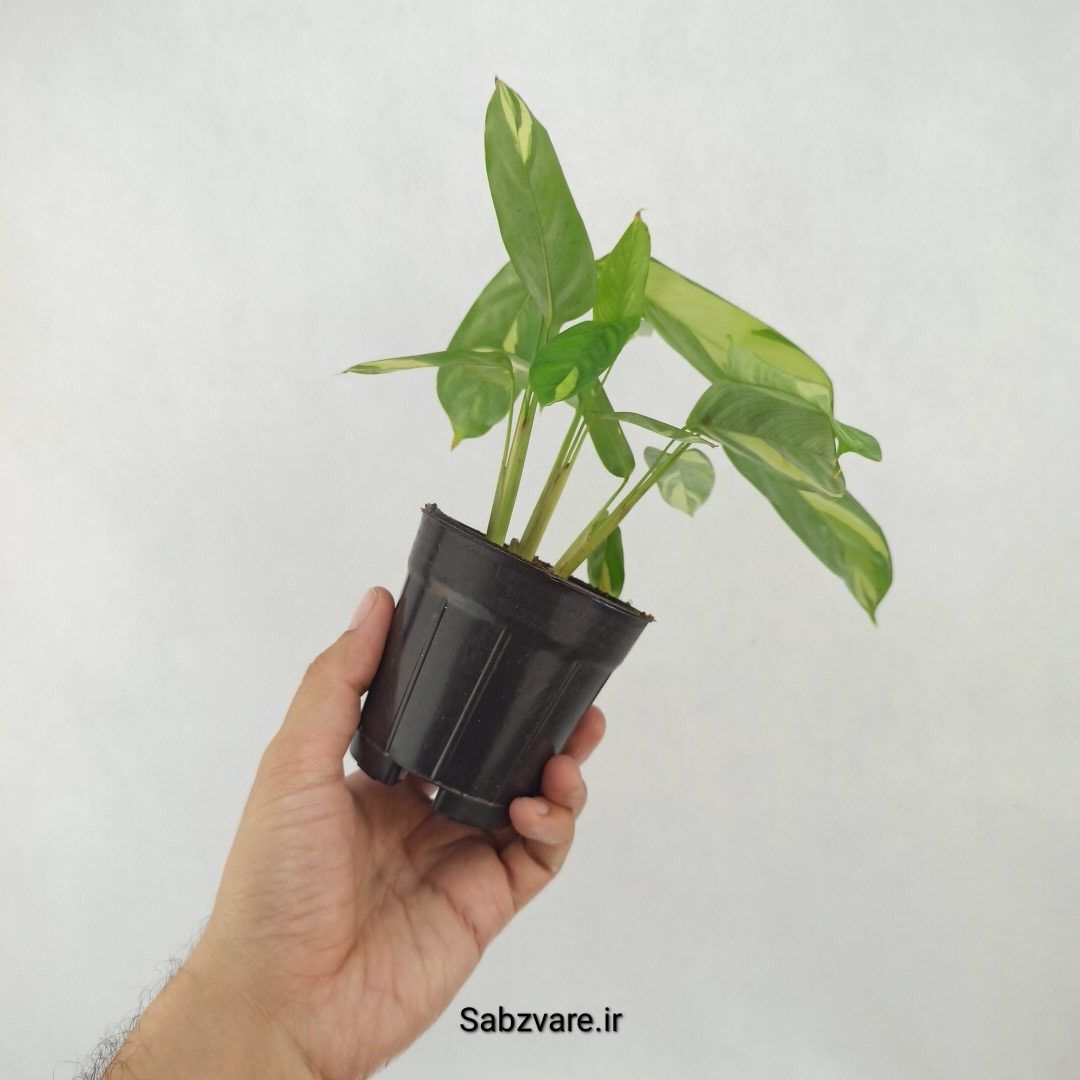 سیتنانته لوبرسیانا ابلق (S25153) - Image 2