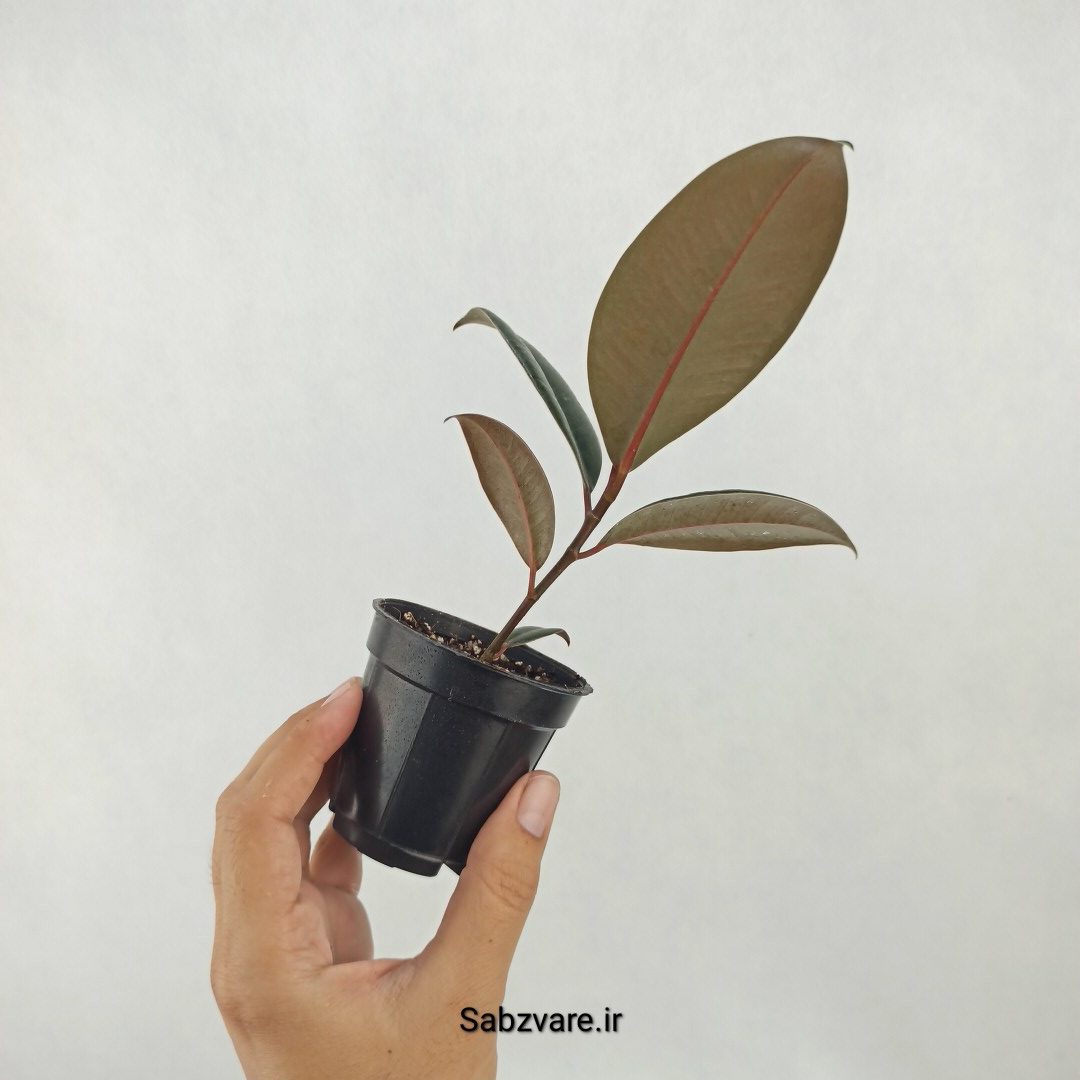 فیکوس سوپر بلک (S25152) - Image 3