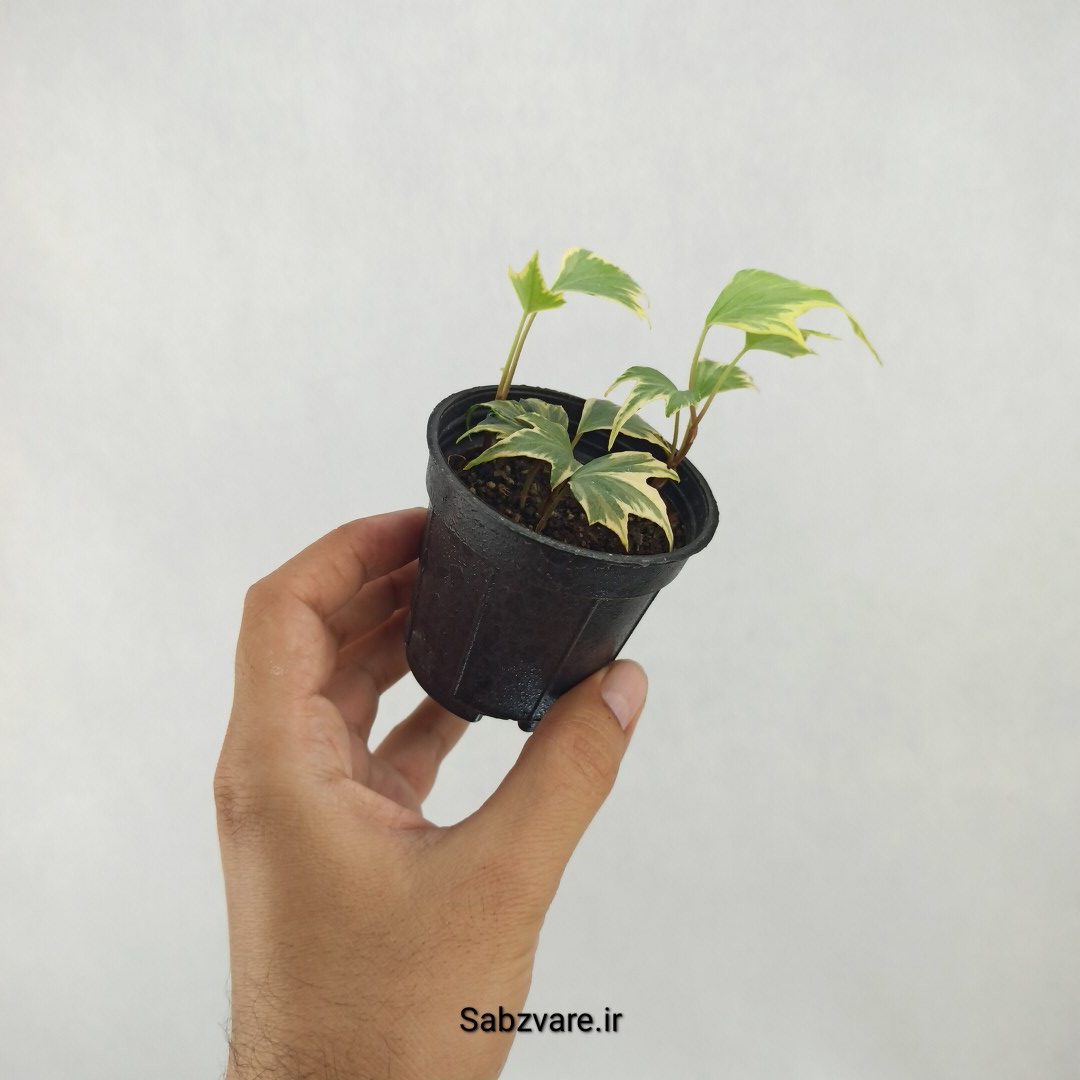 پاپیتال استارلیف ابلق (S25151) - Image 2