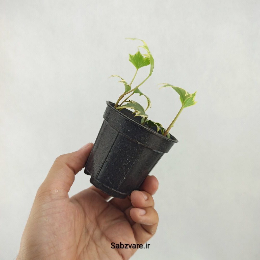 پاپیتال استارلیف ابلق (S25151) - Image 3