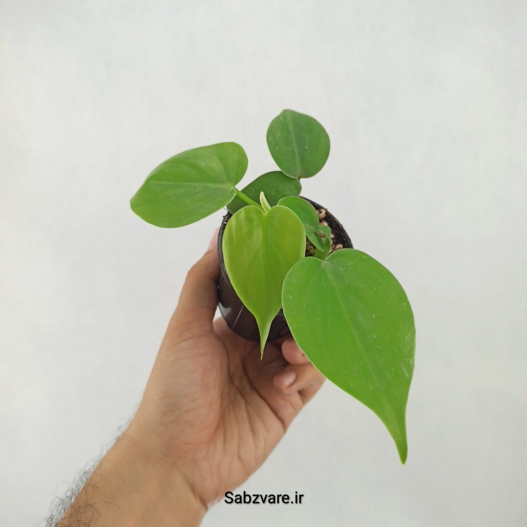 اسکاندنس سبز (S25150)