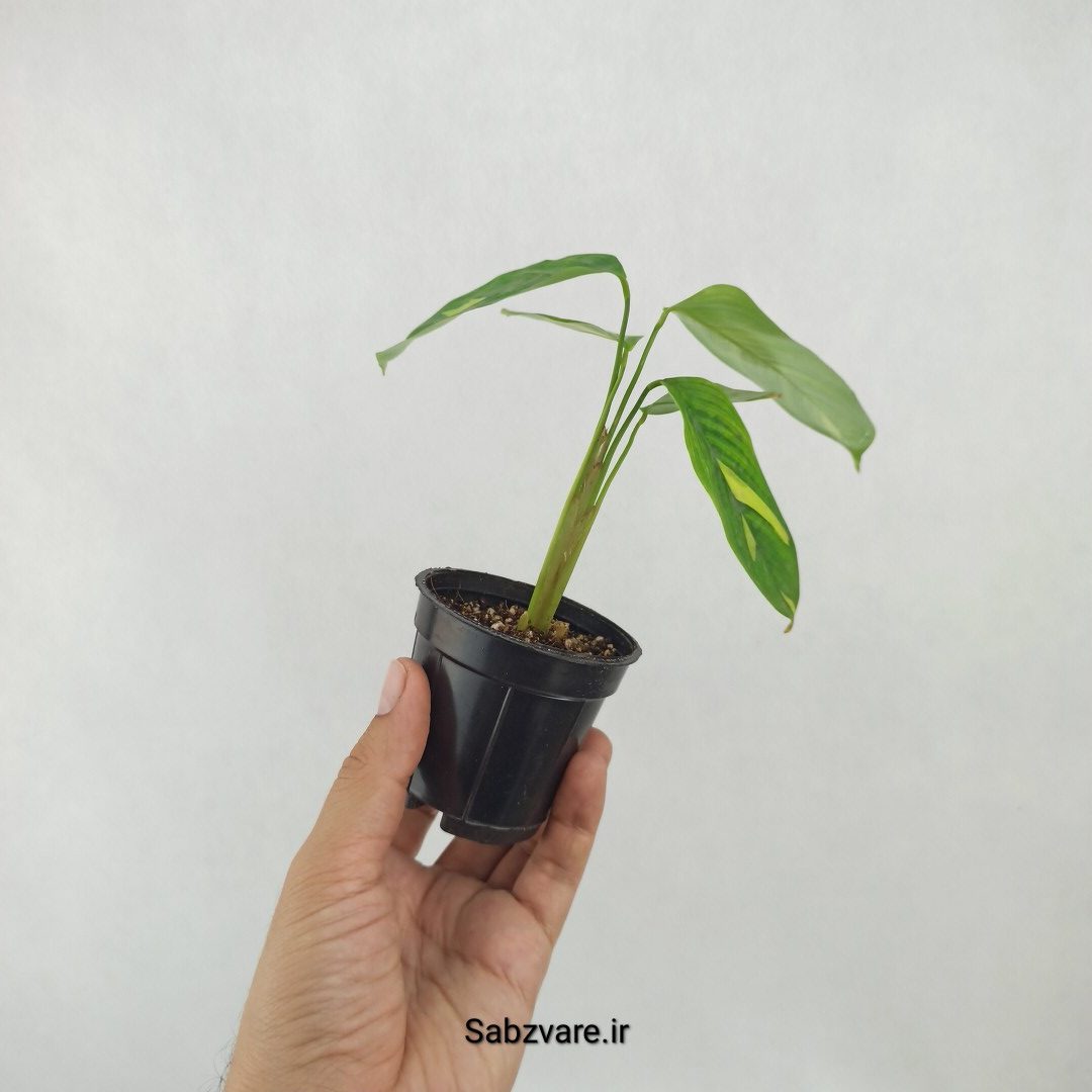 سیتنانته لوبرسیانا ابلق (S25141) - Image 3