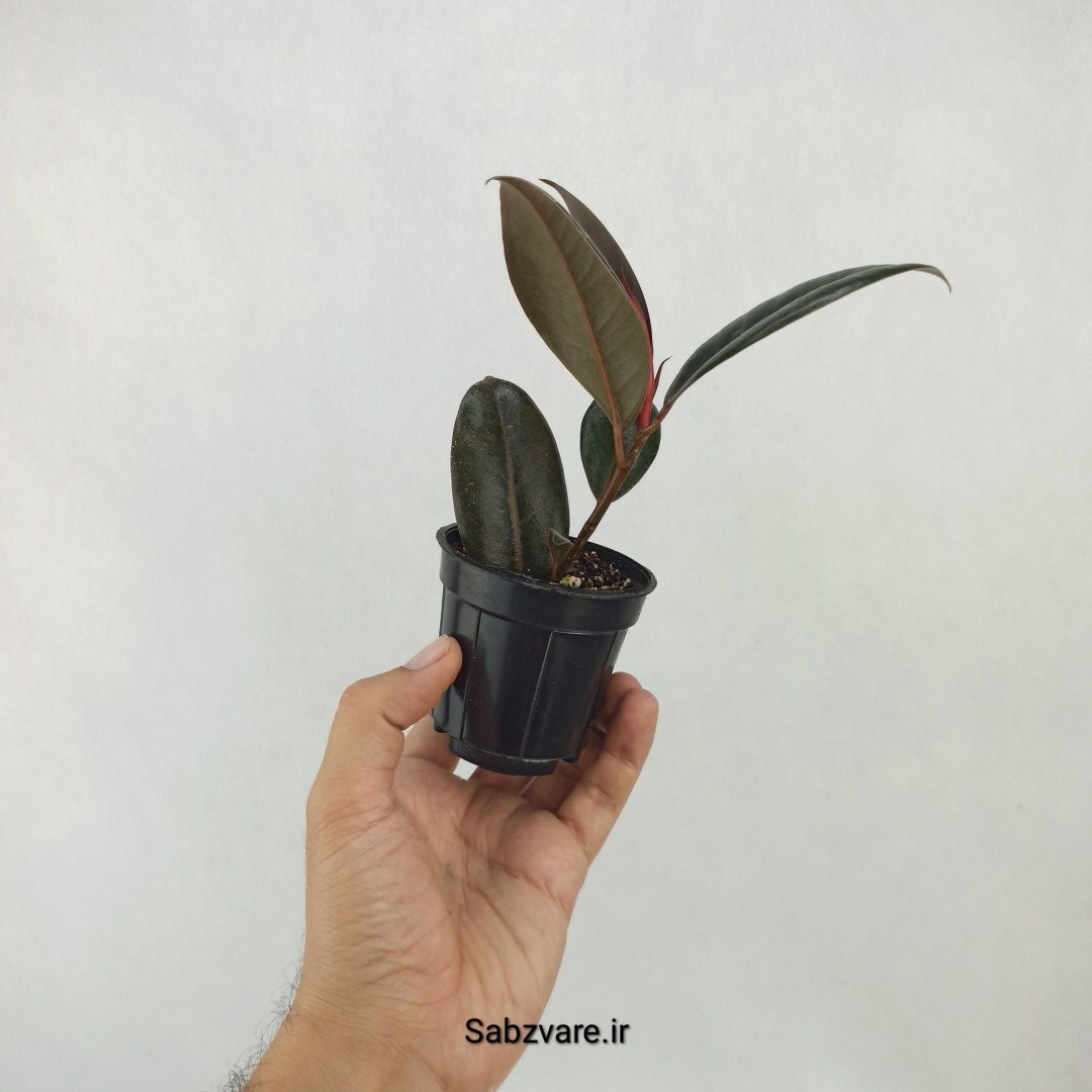 فیکوس سوپر بلک (S25138) - Image 3