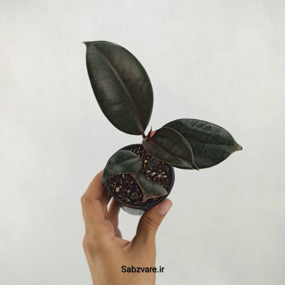 فیکوس سوپر بلک (S25138)