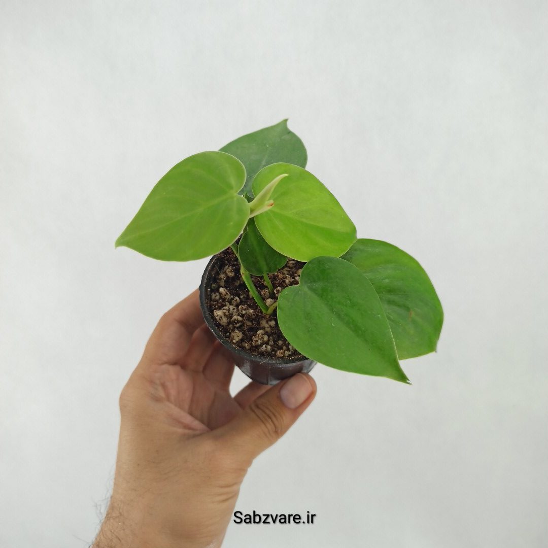 اسکاندنس سبز (S25137)