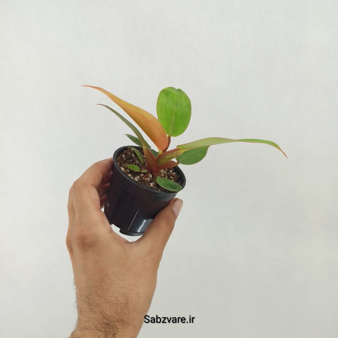 فیلودندرون پرتقالی (T25173) - Image 3