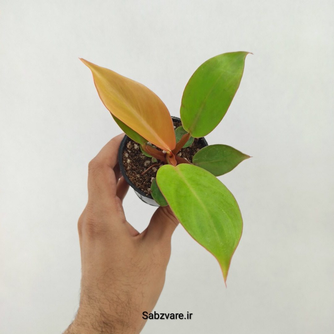 فیلودندرون پرتقالی (T25173)