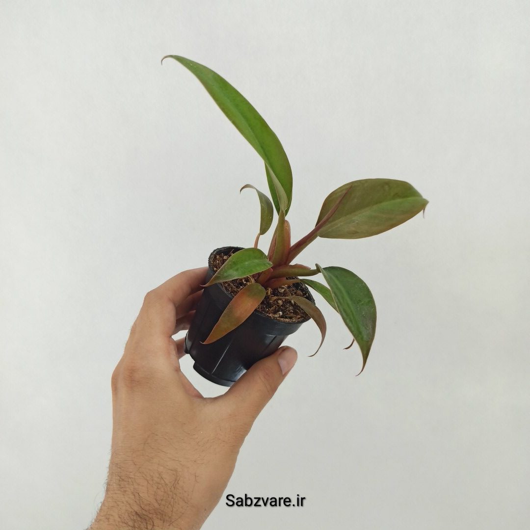 فیلودندرون پاییزی (T25170) - Image 3
