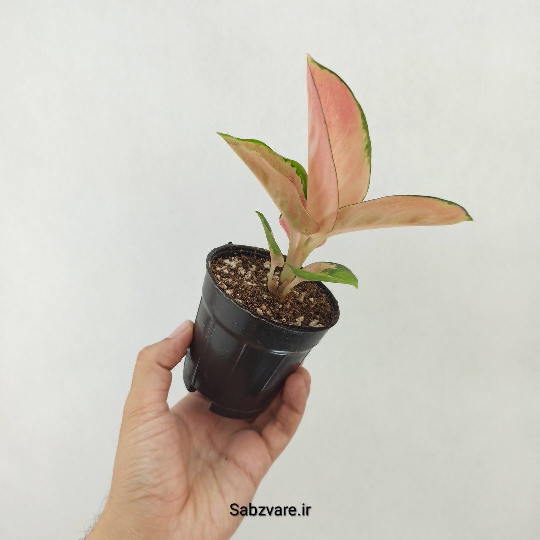 آگلونما رنگی (T25169) - Image 3