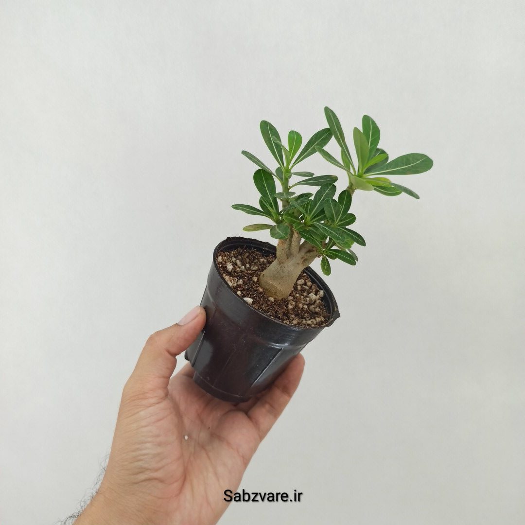 آدنیوم چند شاخه (T25166) - Image 2