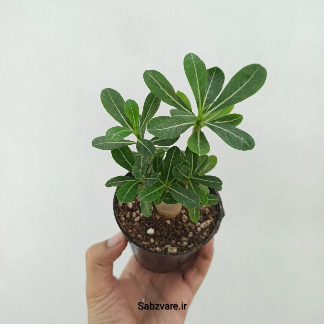 آدنیوم چند شاخه (T25166)