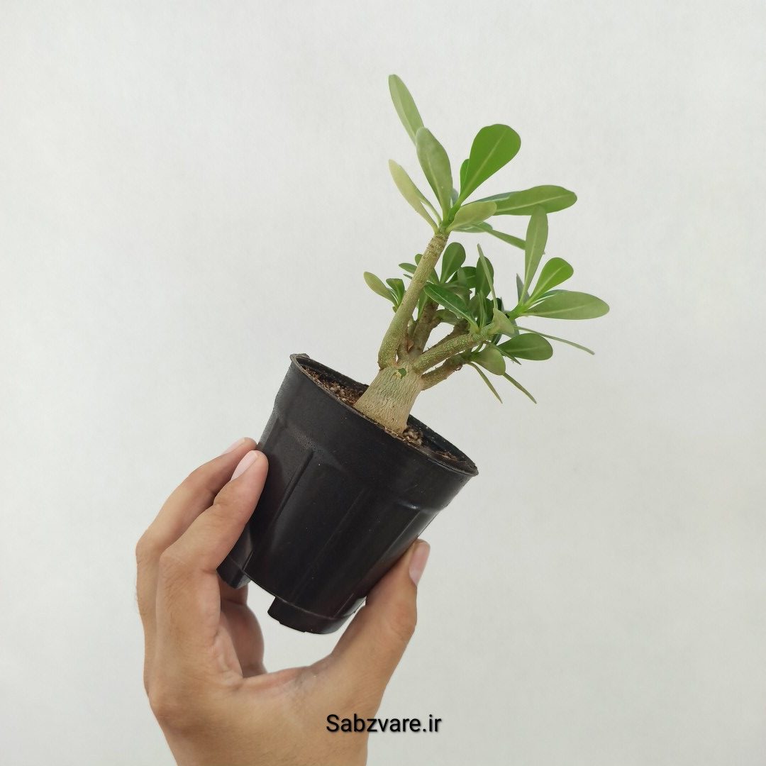 آدنیوم چند شاخه (T25166) - Image 3