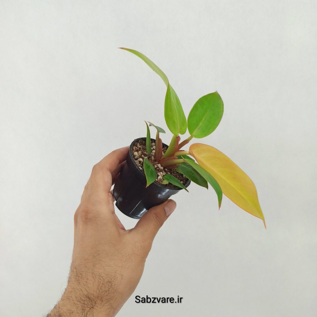 فیلودندرون پرتقالی (T25165) - Image 3