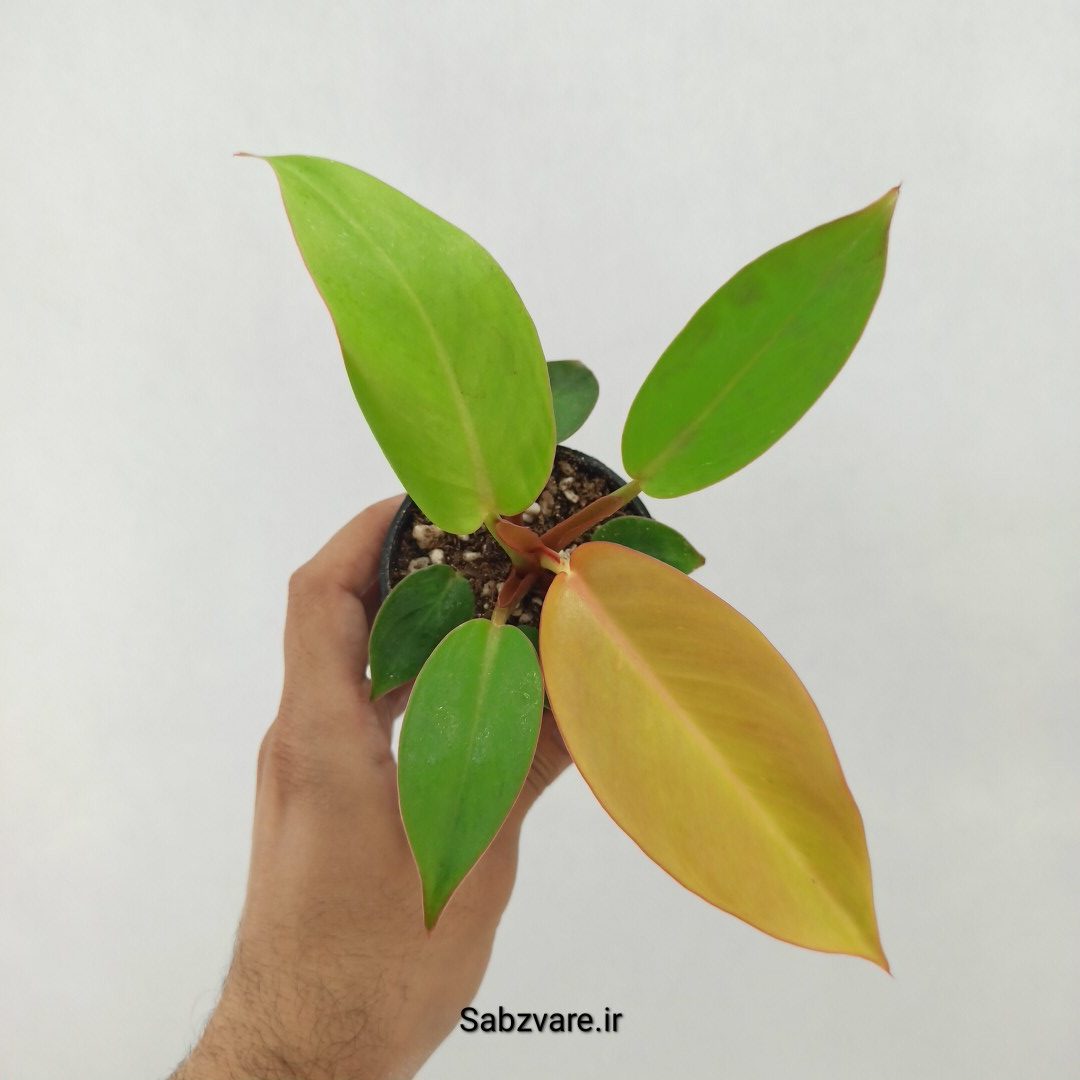 فیلودندرون پرتقالی (T25165)