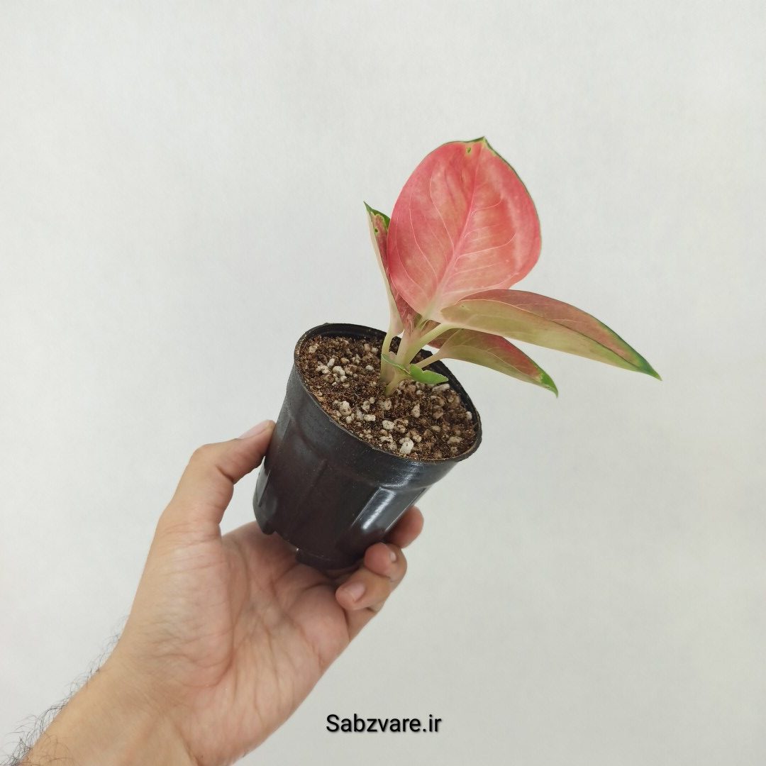 آگلونما رنگی (T25162) - Image 3
