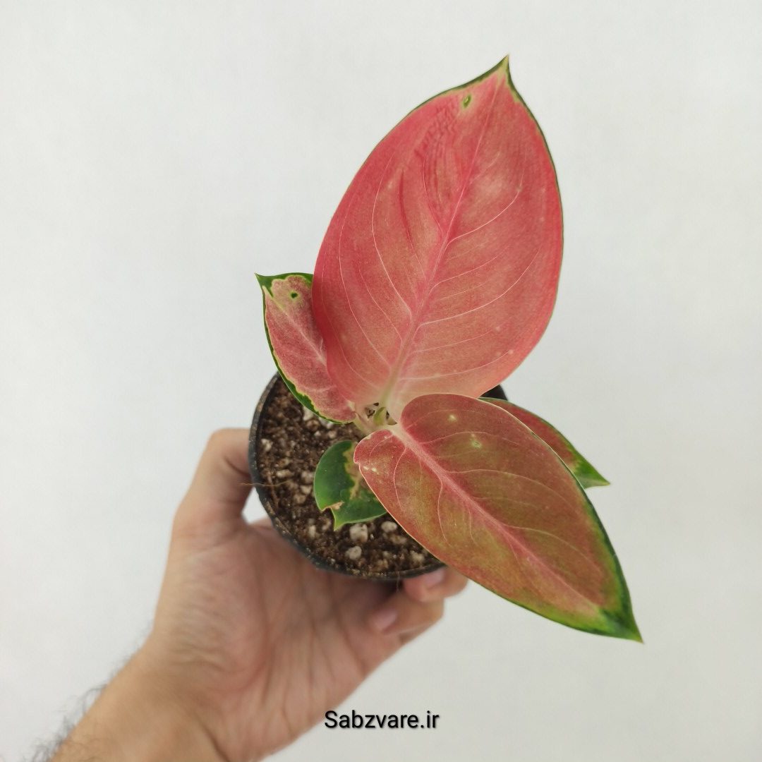 آگلونما رنگی (T25162)