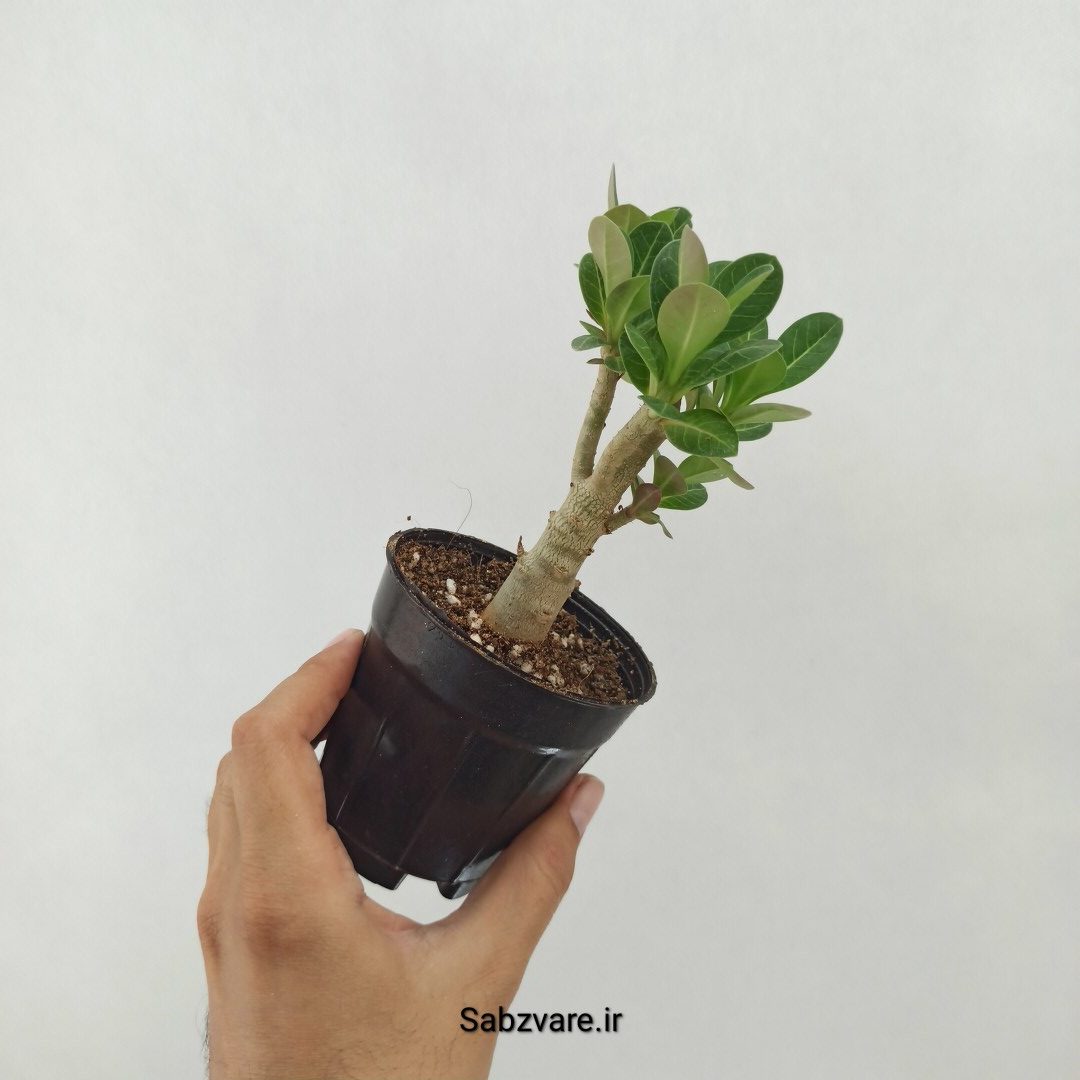 آدنیوم چند شاخه (T25159) - Image 3