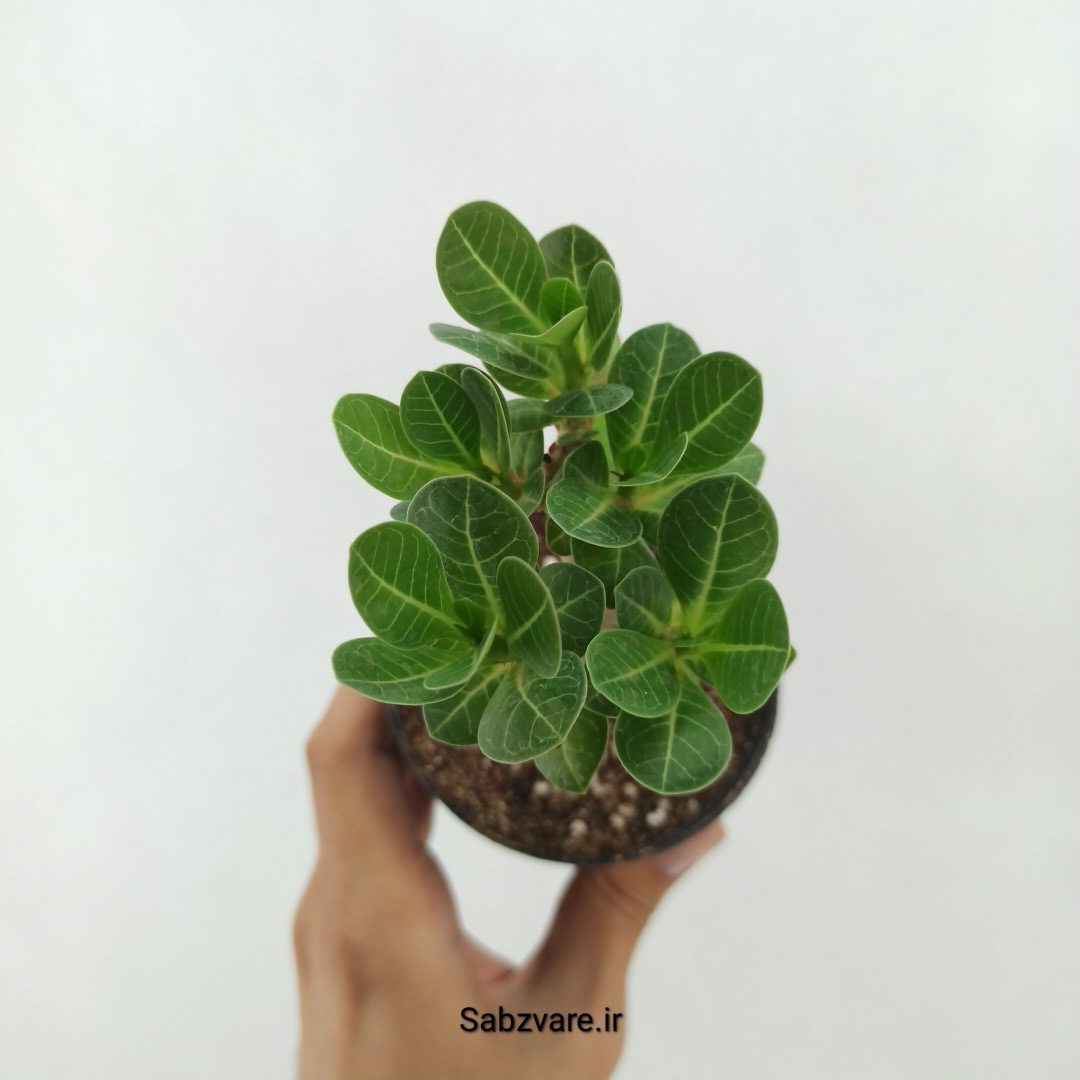 آدنیوم چند شاخه (T25159)