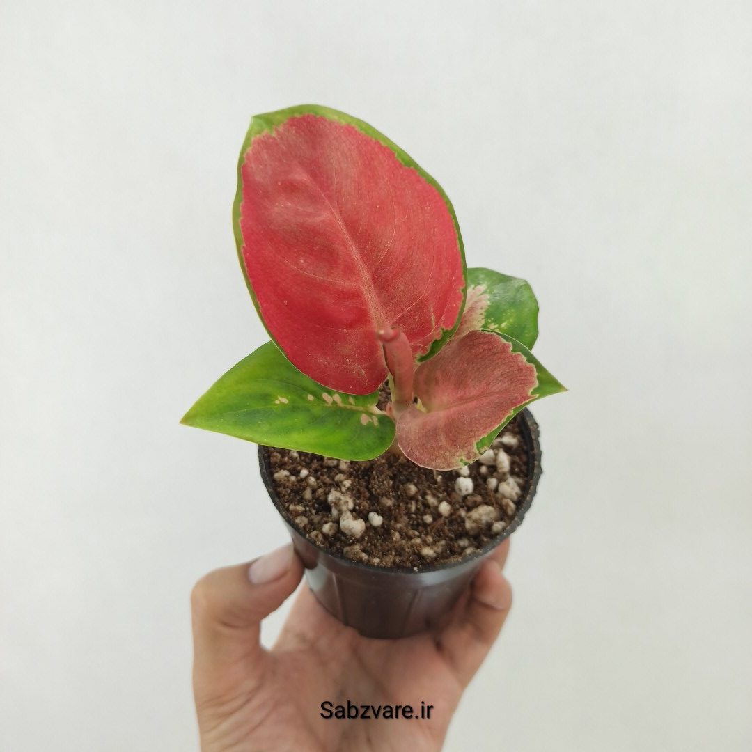 آگلونما رنگی (T25156)