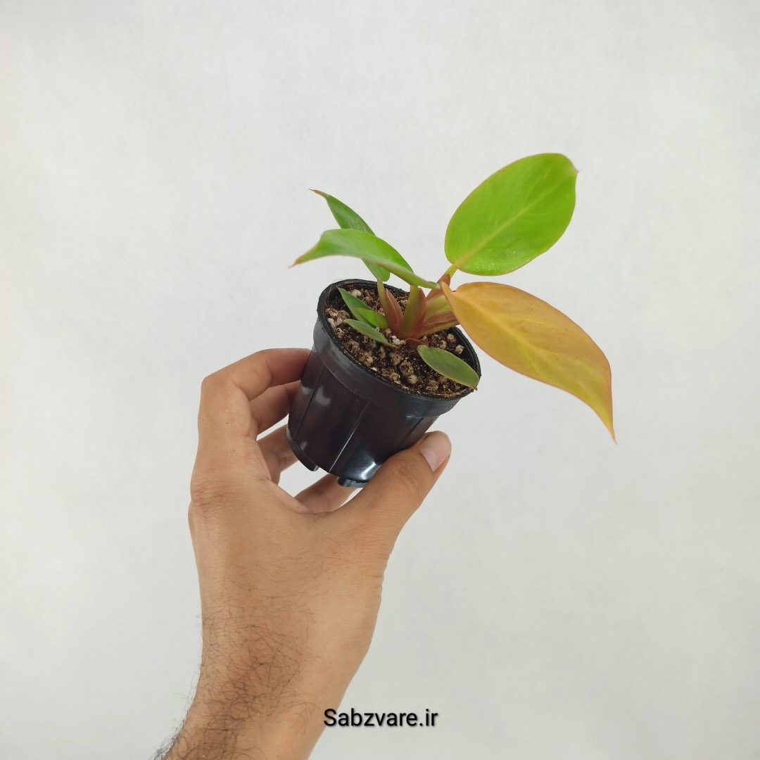 فیلودندرون پرتقالی (U25190) - Image 3