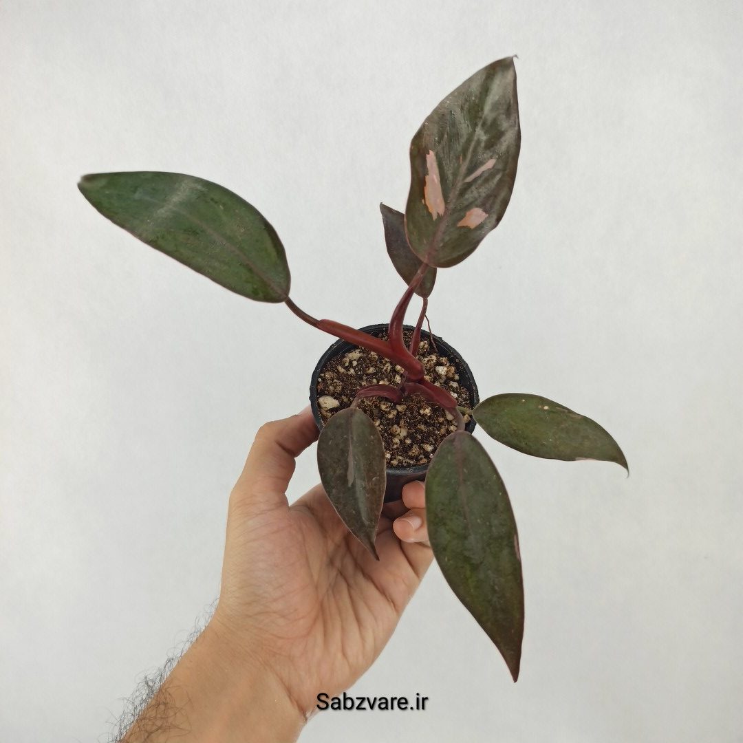 فیلودندرون پینک پرنسس (U25185)