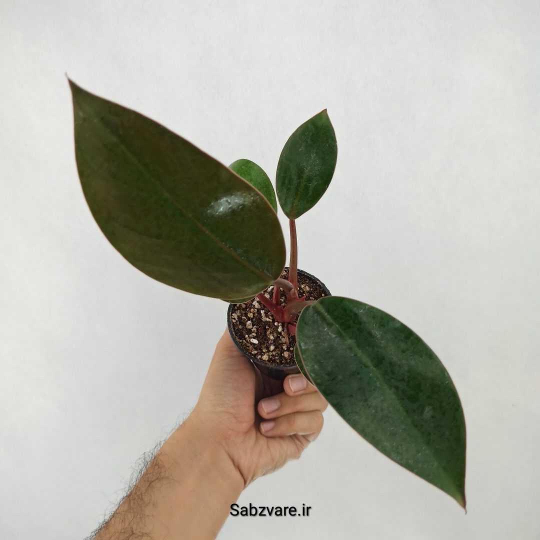 فیلودندرون رد بیوتی (U25179)