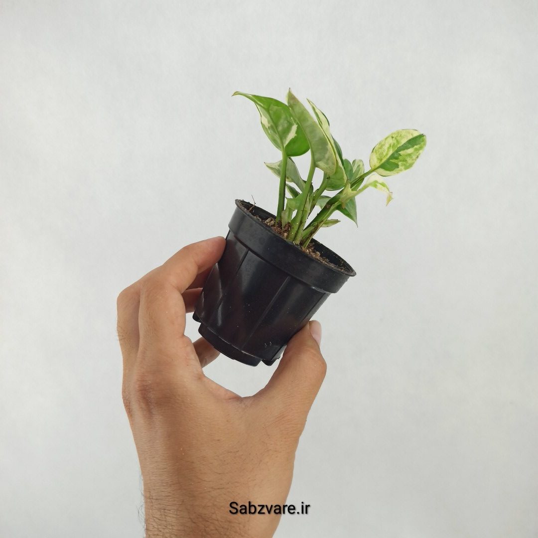 پتوس ارتشی (U25178) - Image 3