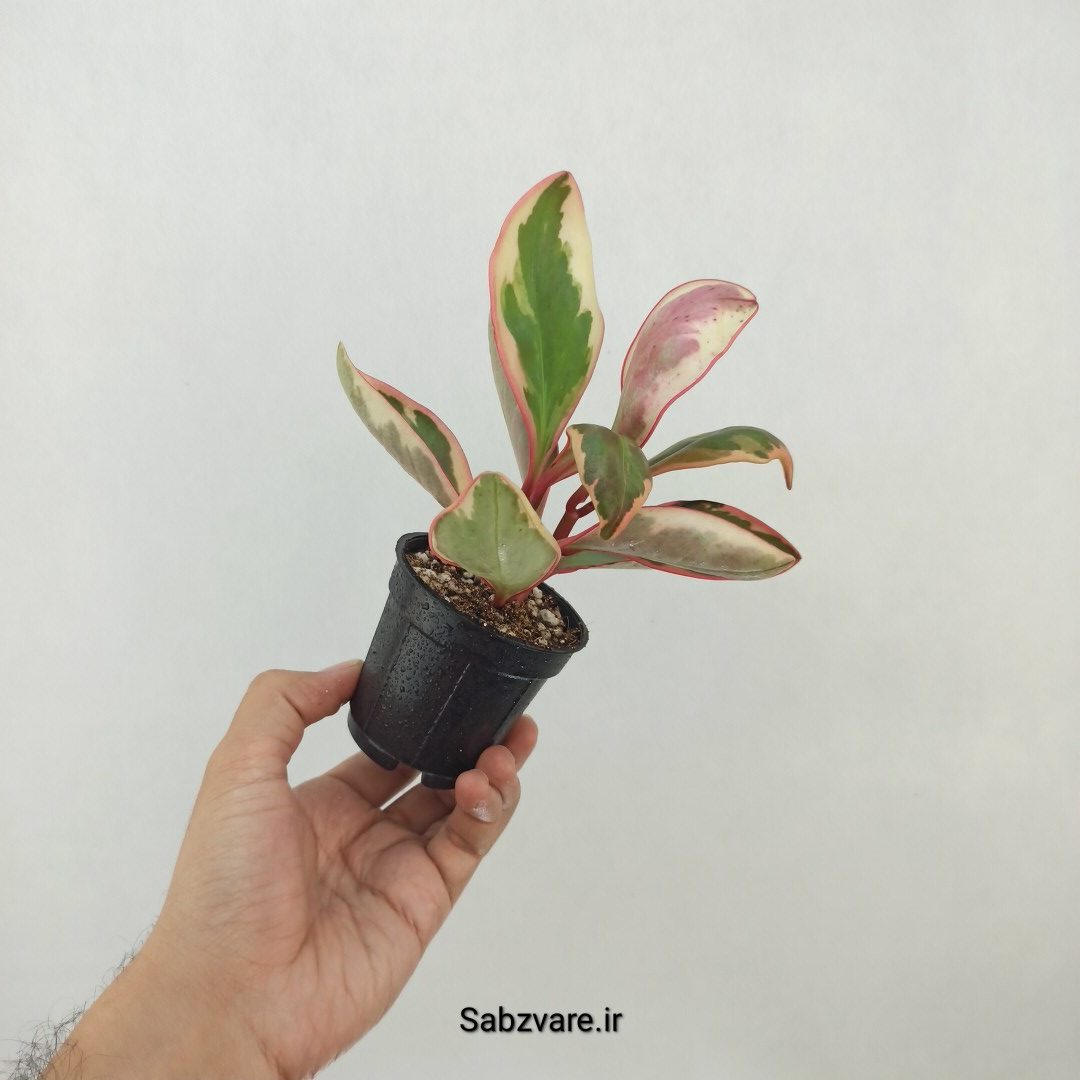 برگ قاشقی شرابی (V25197)