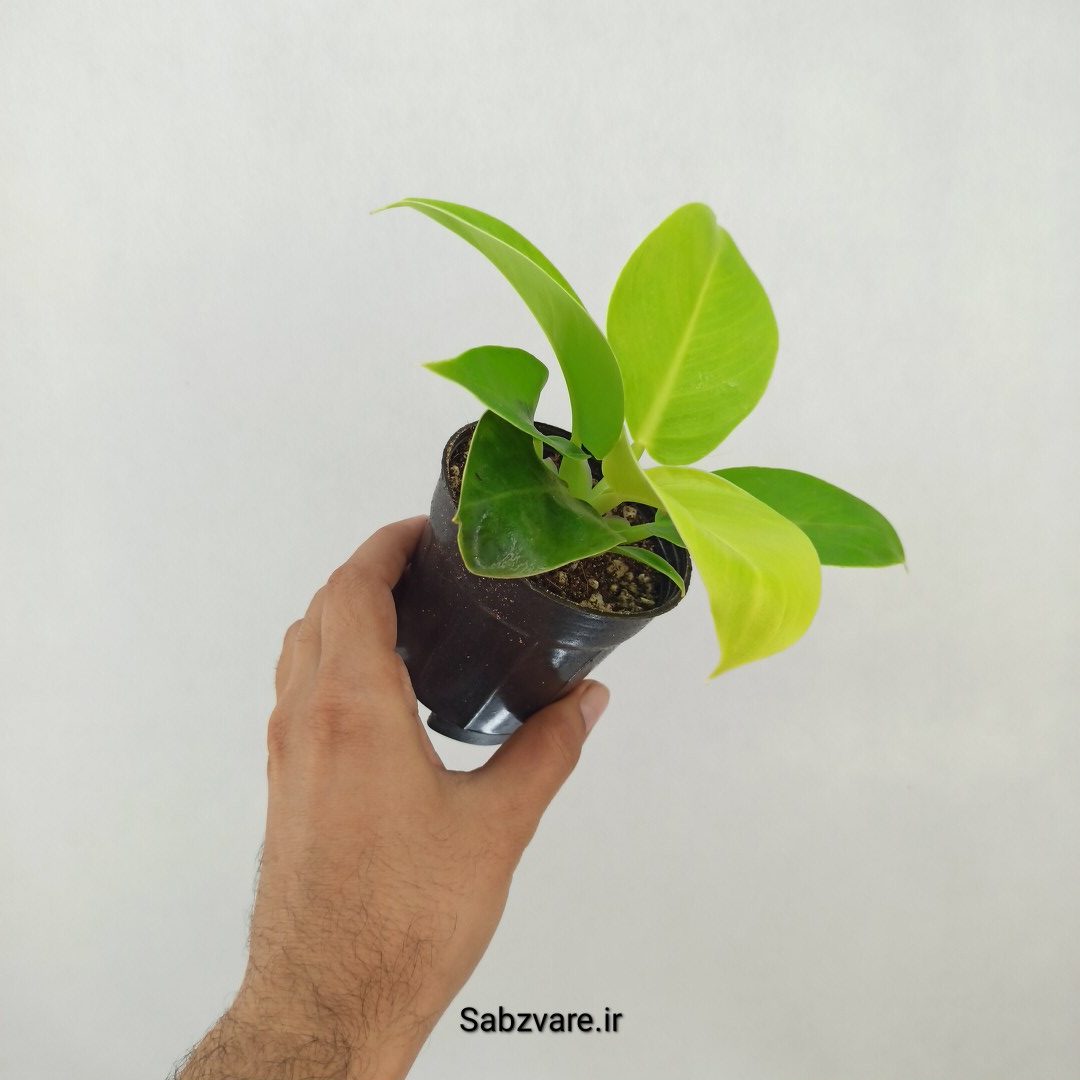 فیلودندرون لیمویی (V25204)