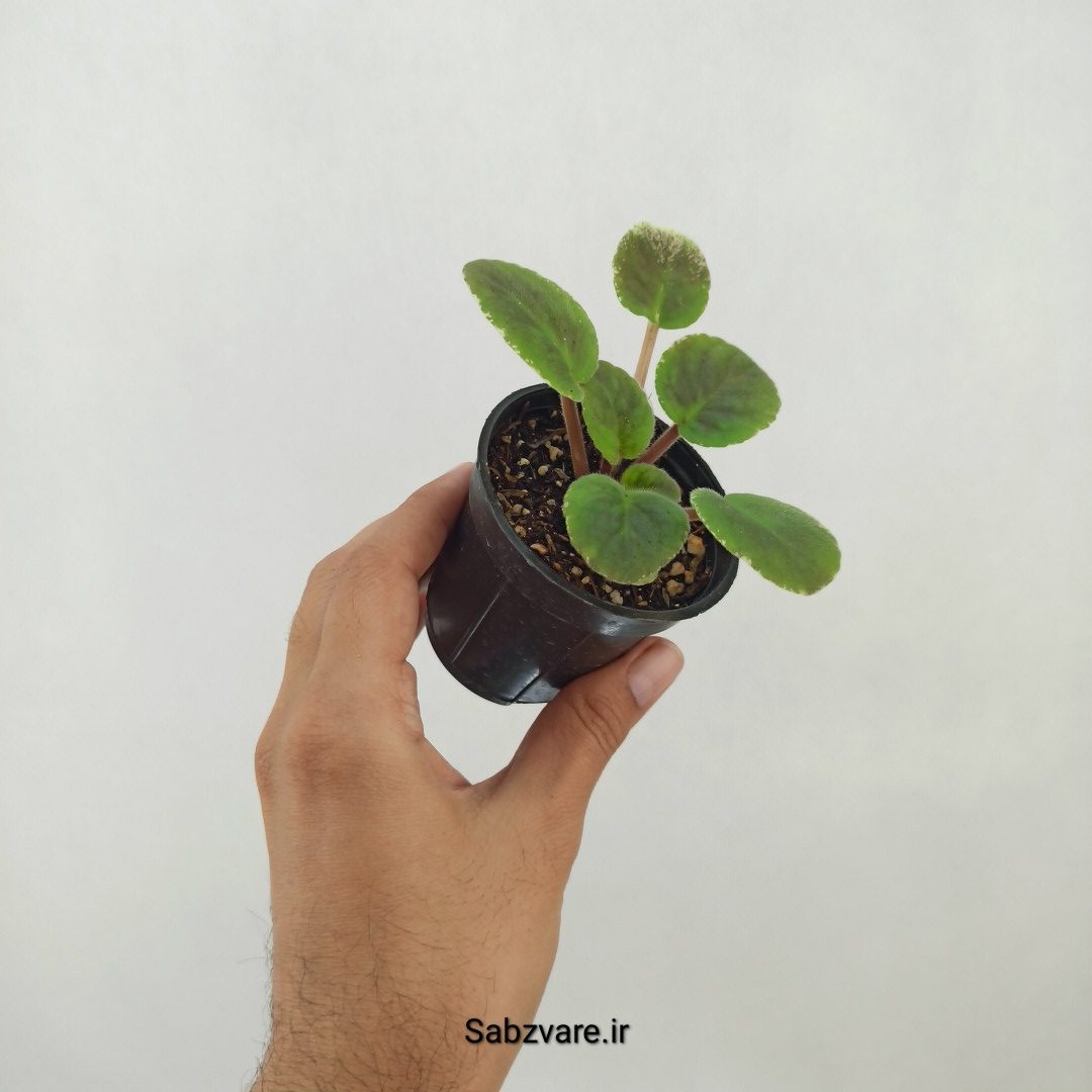 بنفشه آفریقایی ابلق (V25215) - Image 2