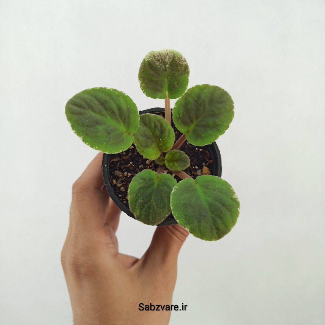 بنفشه آفریقایی ابلق (V25215)