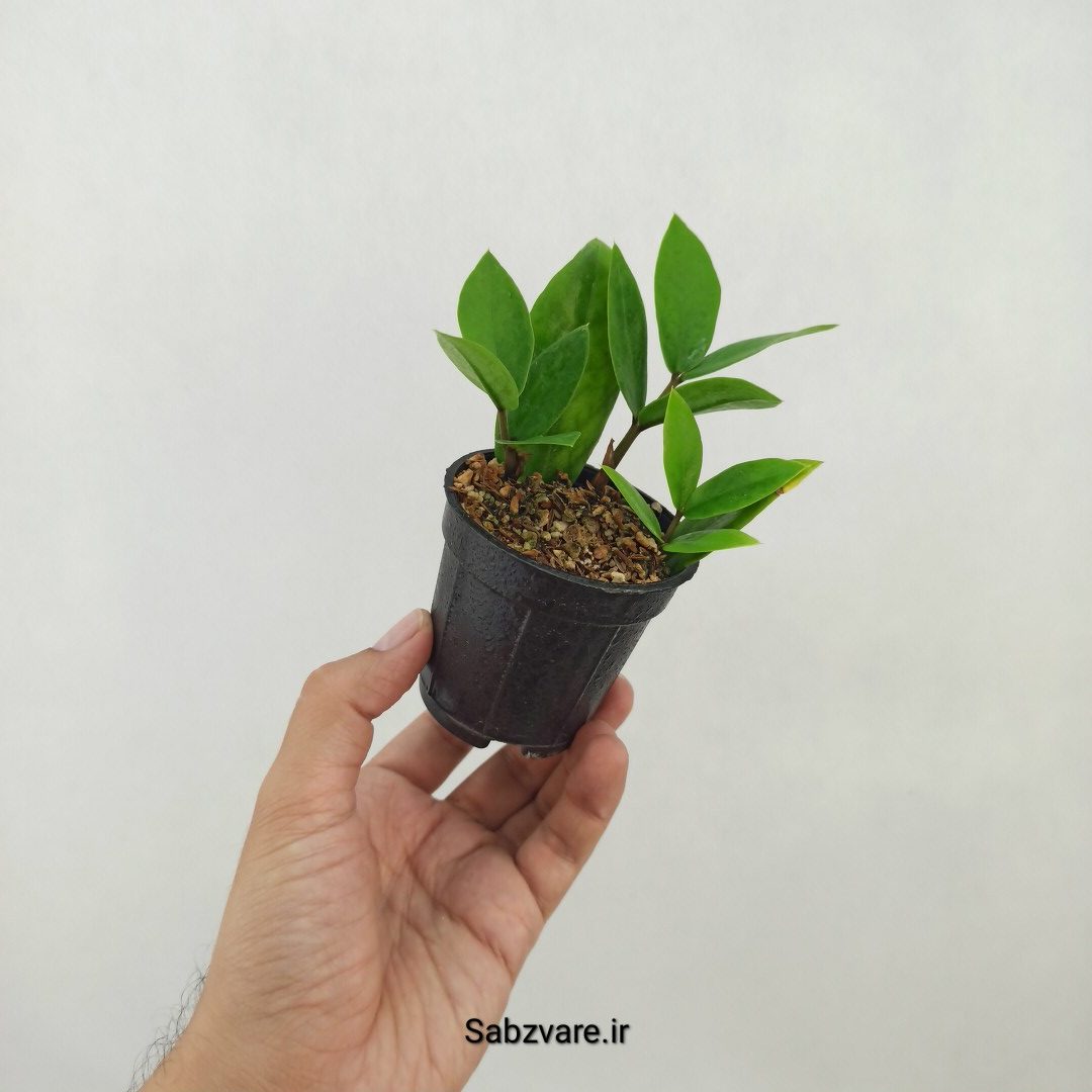 زامیفولیا سبز (چند بوته) (W25221)