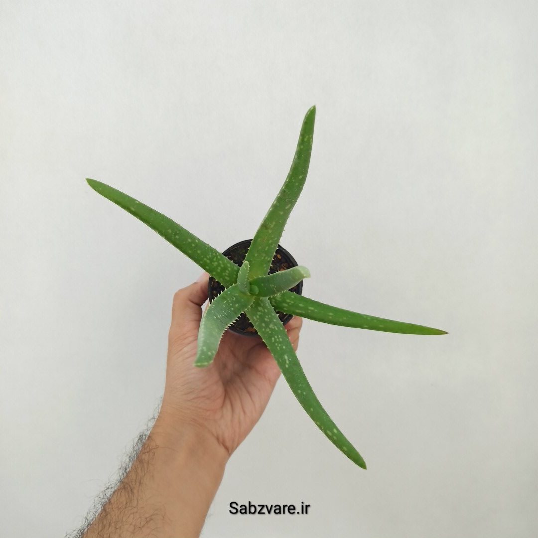 آلوئه ورا (W25224) - Image 2