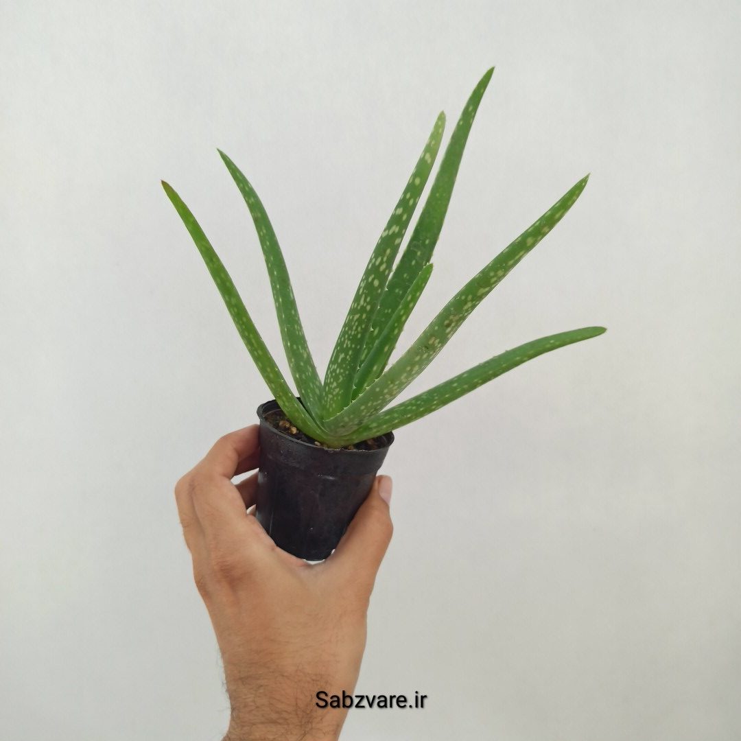 آلوئه ورا (W25224) - Image 3