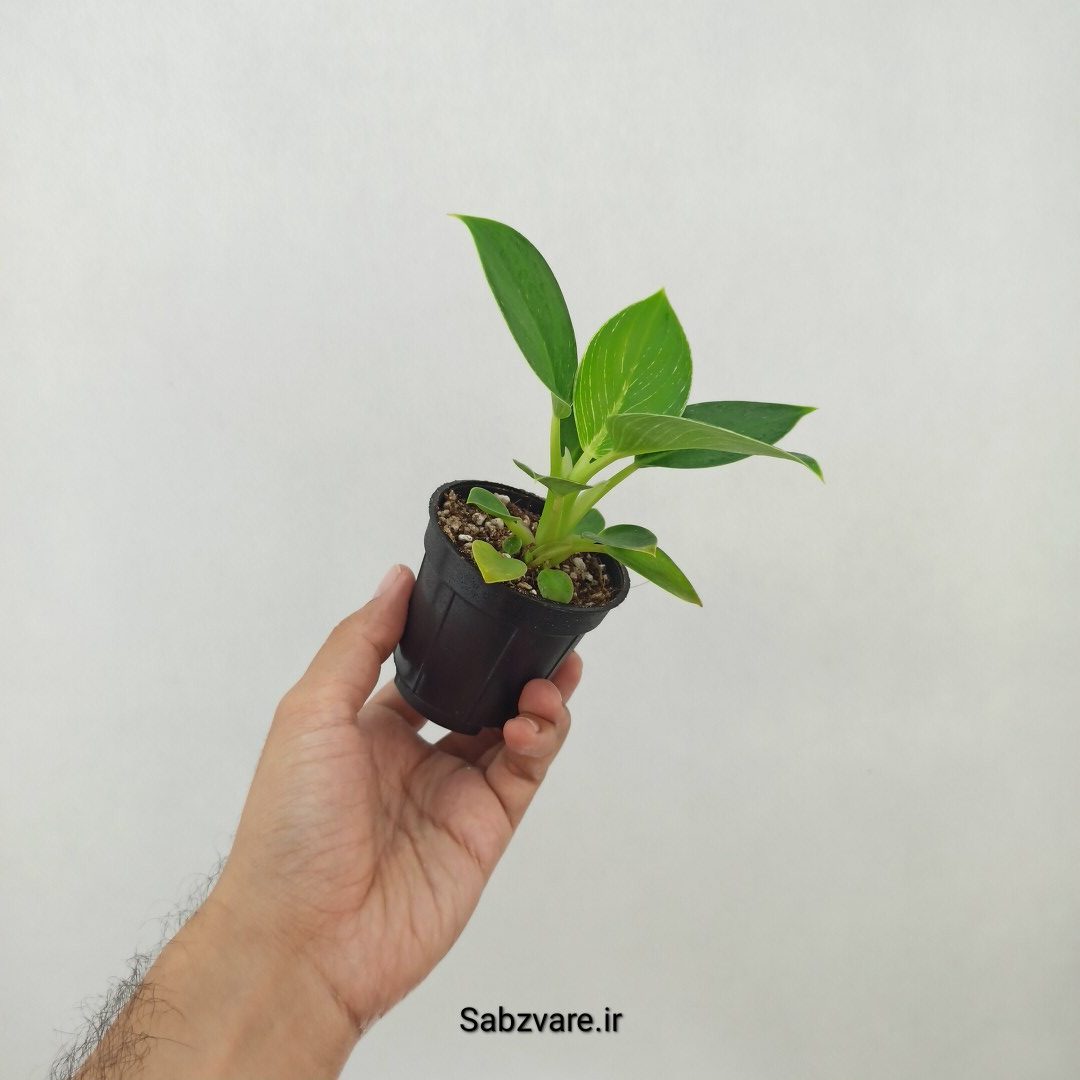 فیلودندرون برکین (W25227)