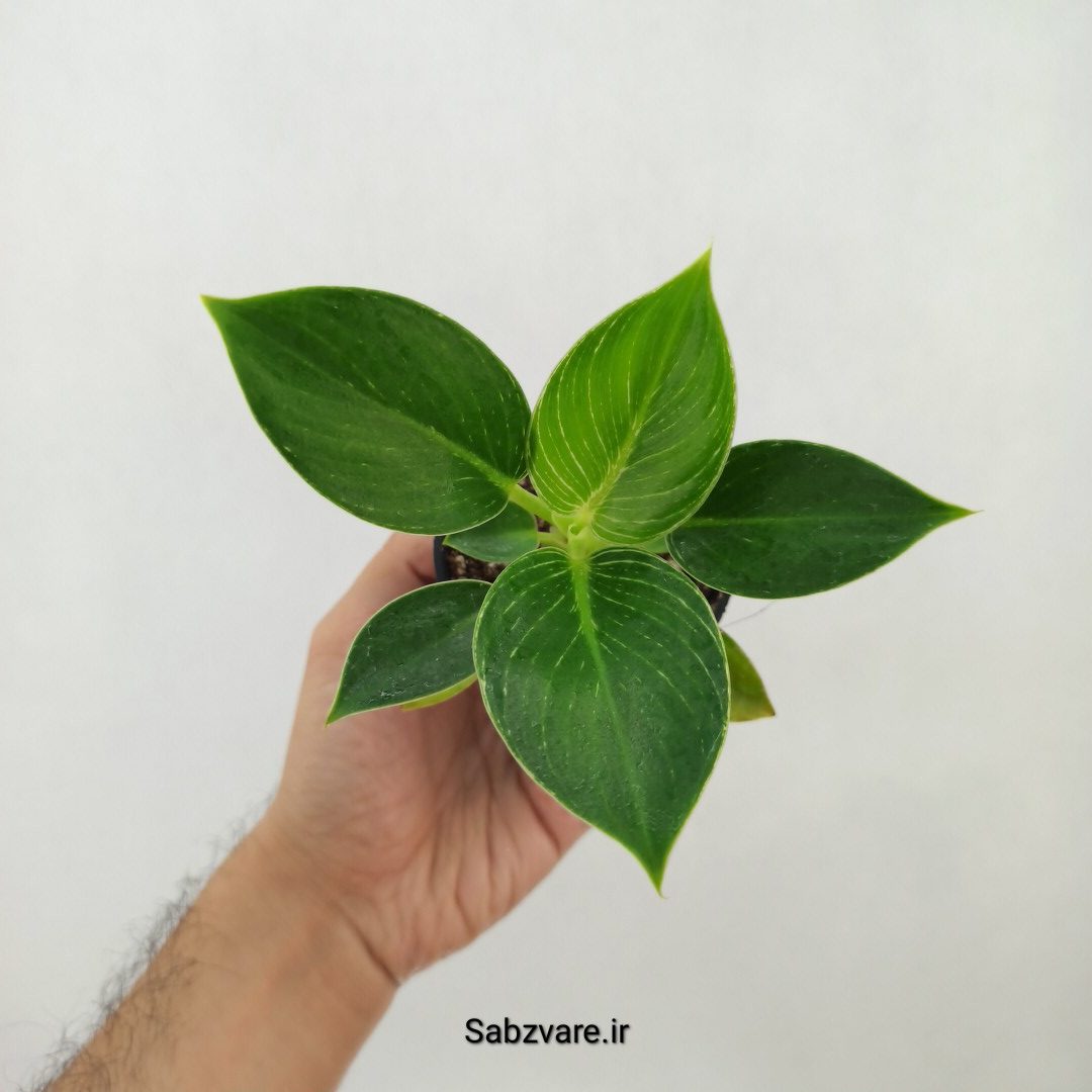 فیلودندرون برکین (W25227) - Image 2