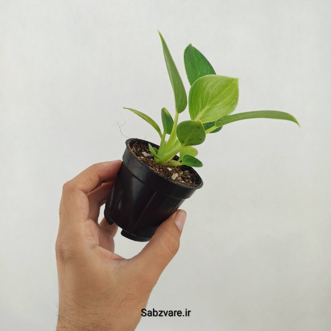 فیلودندرون برکین (W25227) - Image 3