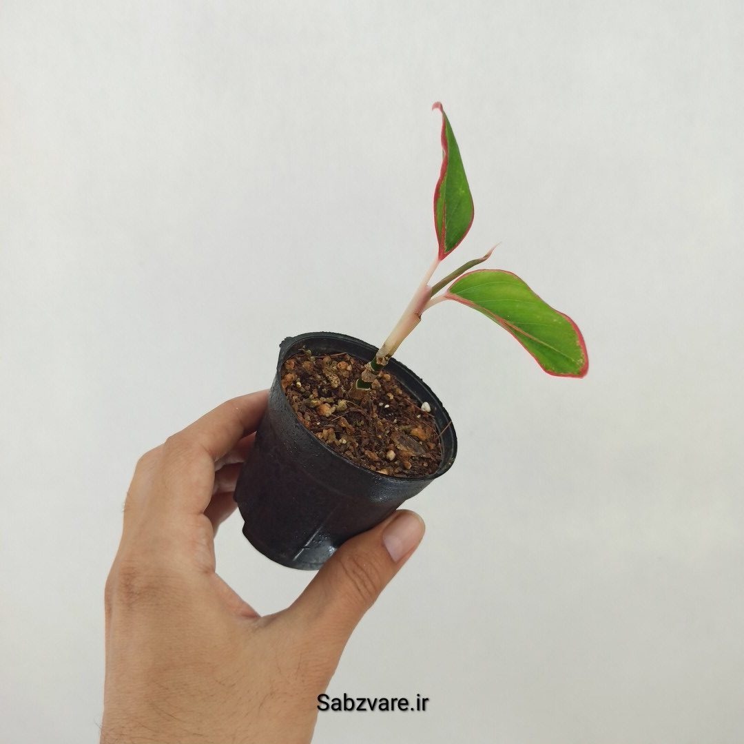 آگلونما رنگی (W25228)